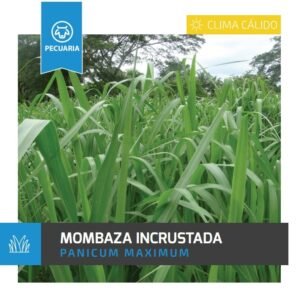 mombaza