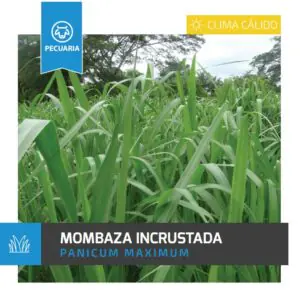 mombaza