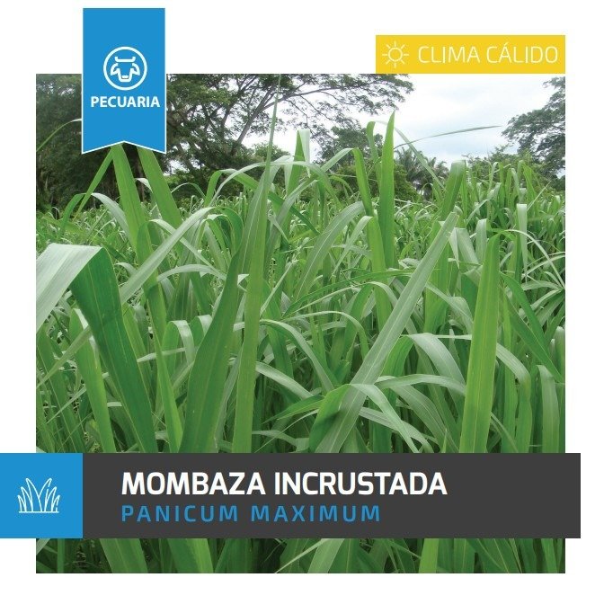 mombaza